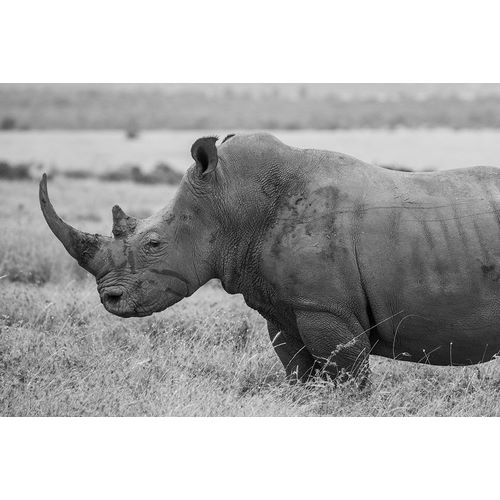 Hopkins, Cindy Miller 아티스트의 Kenya-Ol Pejeta Conservancy-Southern white rhinoceros-Ceratotherium simum simum작품입니다.